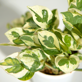 Money Plant N'Joy